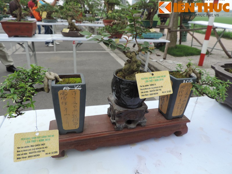 Da mat voi loat bonsai mini sieu dep o Ha Noi